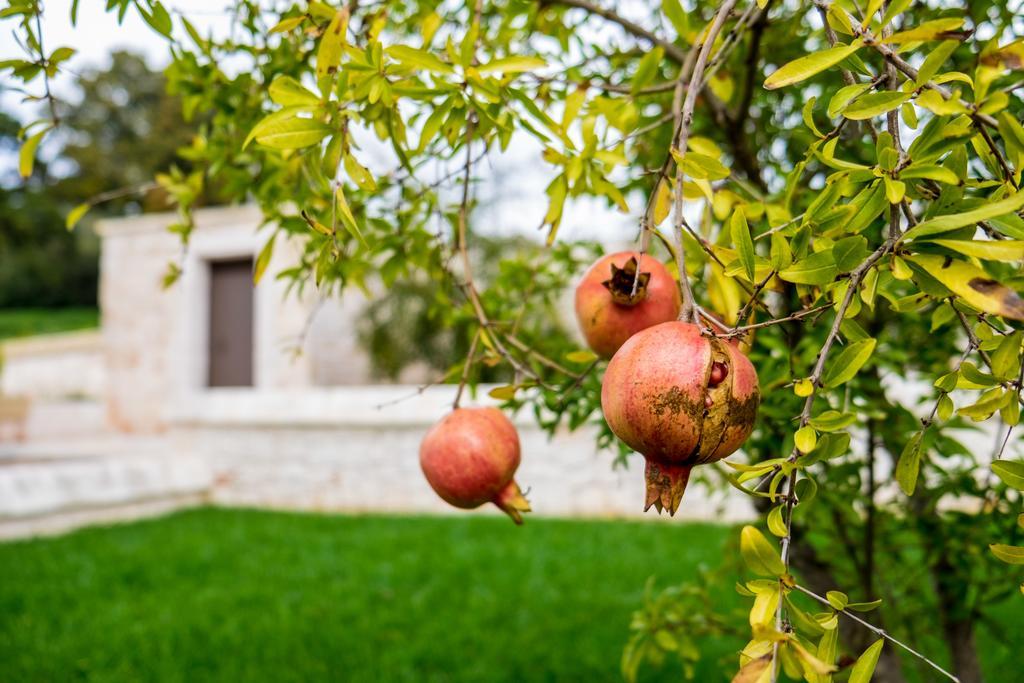 הוילה אלברובלו Masseria Paretano מראה חיצוני תמונה